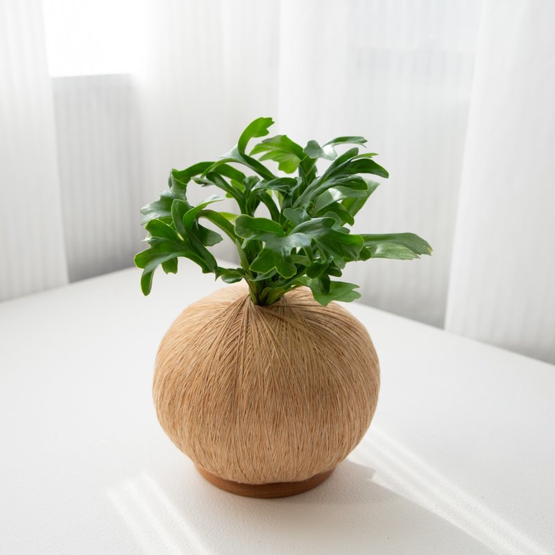 爆炸头山苏 手作植栽苔球 - 植栽/盆栽 - 植物．花 