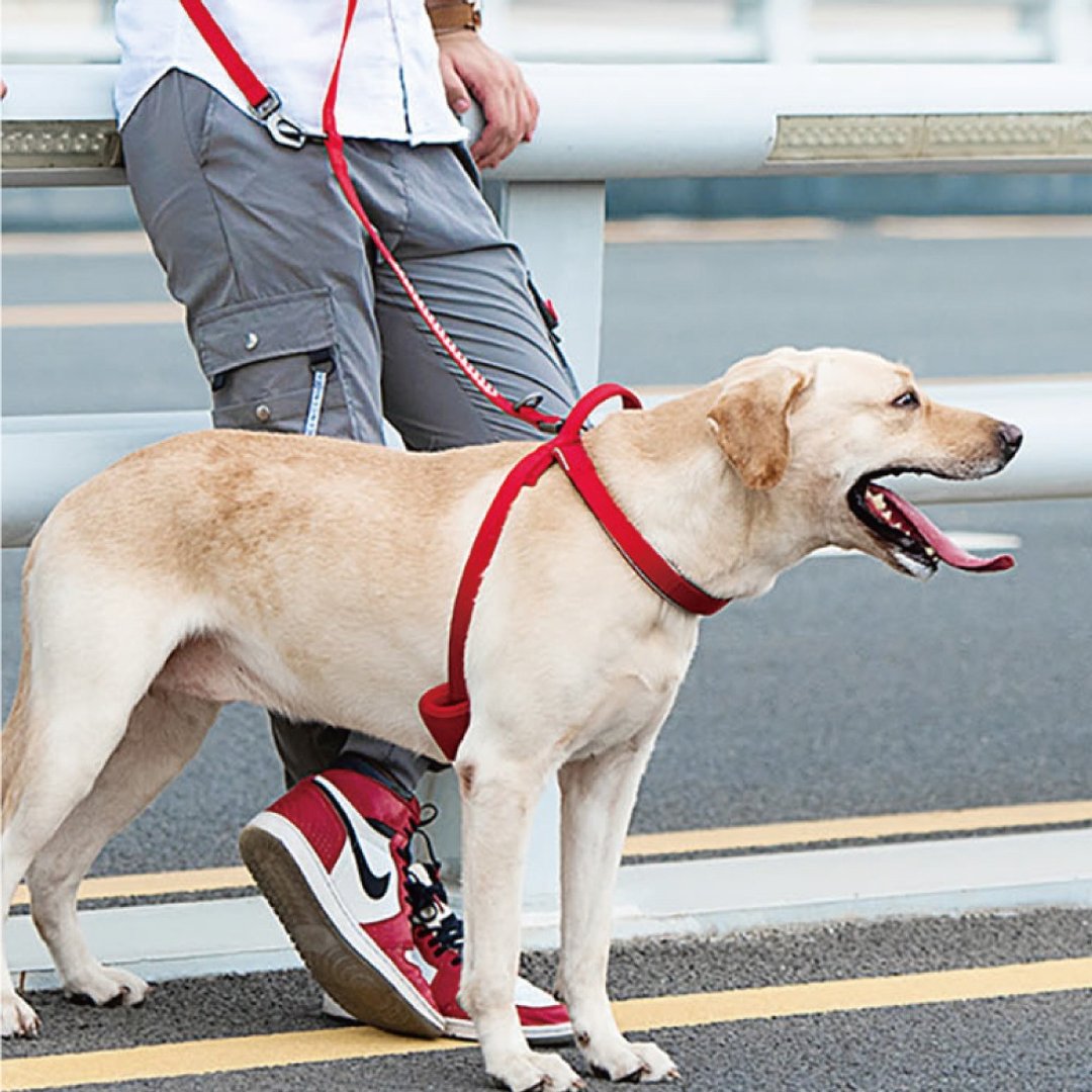 【DOGNESS多尼斯】反光系列宠物胸背带(5色) - 其他 - 其他材质 多色