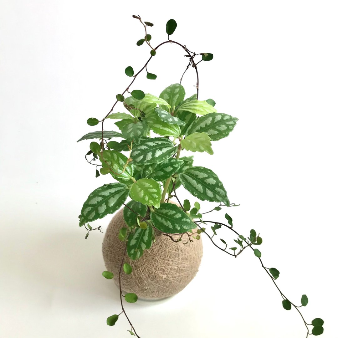 冷水花 双品组合植栽苔球 - 植栽/盆栽 - 植物．花 