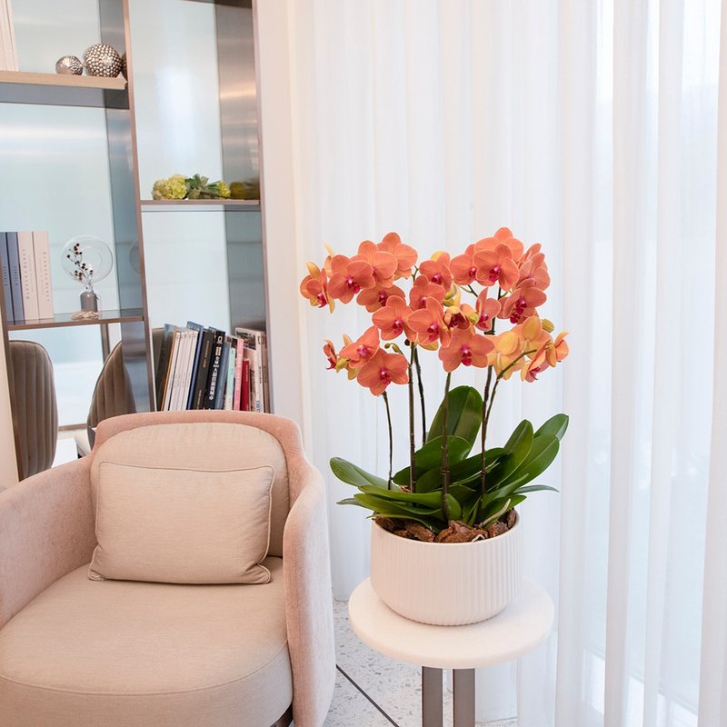 【兰花盆栽】柑橘蝴蝶兰盆栽(大) 开幕送礼 升迁送礼 母亲节礼物 - 植栽/盆栽 - 植物．花 橘色