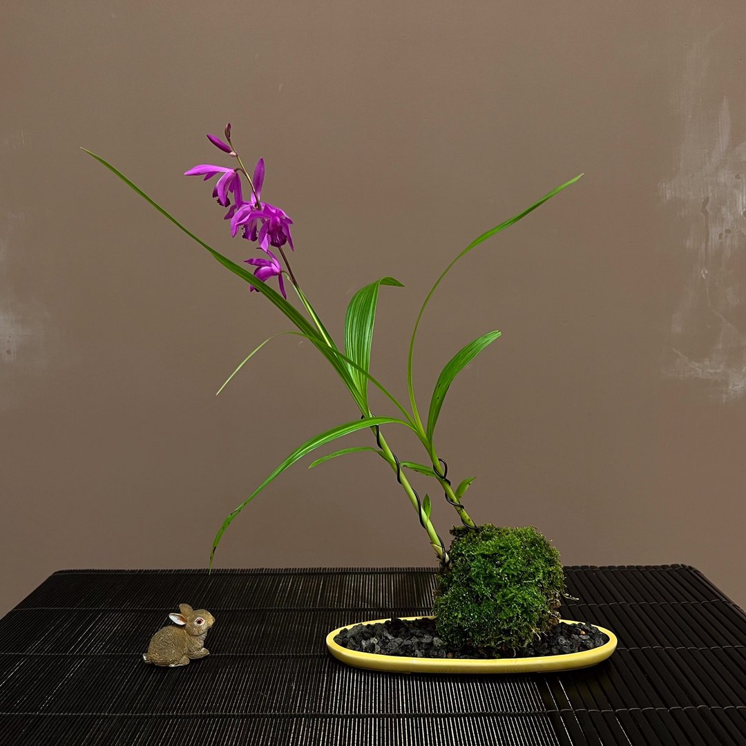柳畔春嘉 黄釉椭圆浅钵∣日本品种 白及山野草 - 植栽/盆栽 - 陶 