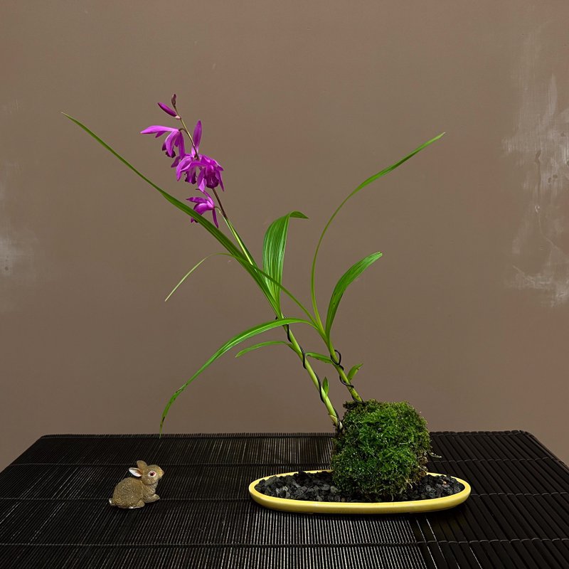 柳畔春嘉 黄釉椭圆浅钵∣日本品种 白及山野草 - 植栽/盆栽 - 陶 
