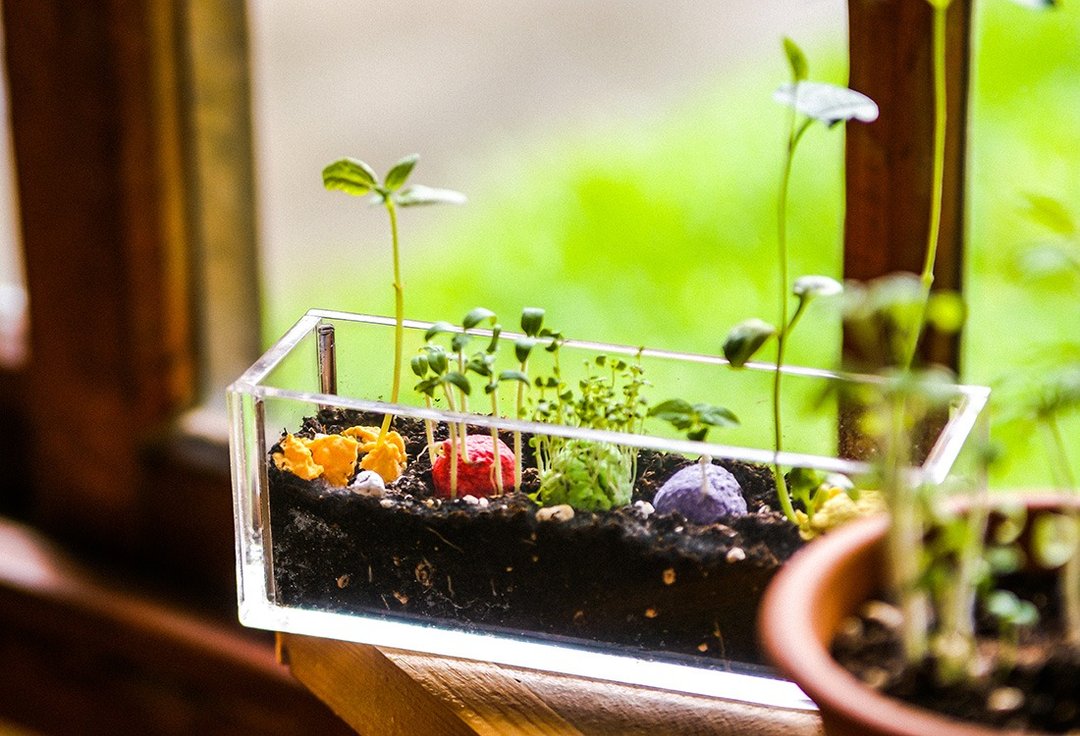 【感谢礼/入厝礼】Little Balcony 小阳台 五色种子球植栽礼物组 - 植栽/盆栽 - 纸 