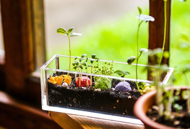 【感谢礼/入厝礼】Little Balcony 小阳台 五色种子球植栽礼物组 - 植栽/盆栽 - 纸 