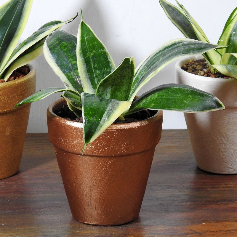 红金色(富贵兴隆)植栽/3.5''(虎尾兰)礼物、净化空气、居家办公室 - 植栽/盆栽 - 植物．花 咖啡色