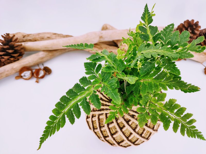 印度冬青蕨苔球│板植│居家装饰│室内植物 - 植栽/盆栽 - 植物．花 绿色