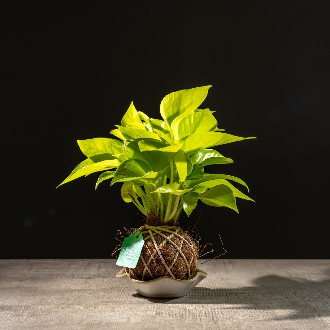阳光黄金葛苔球 苔球植物 苔玉 室内植物 办公室植物 交换礼物 - 植栽/盆栽 - 植物．花 