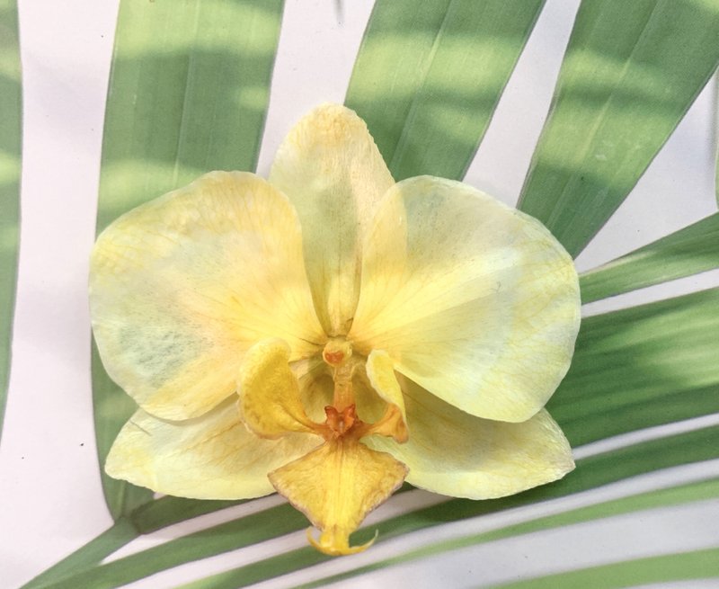 阿玛斯兰花文创/兰花/不凋花/干燥花/永生花材 - 植栽 - 植物．花 