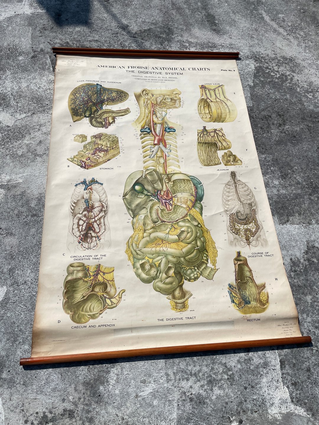古董Vintage人体解剖挂画 图书馆 医院 学校 摆饰 澳洲 - 摆饰 - 其他金属 金色