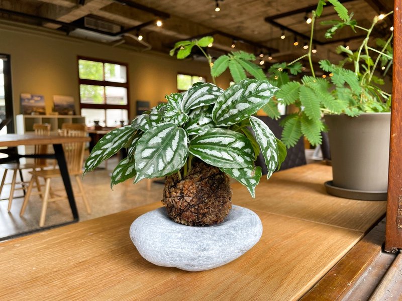 苔球与石器【苔球制作体验】92折【新北莺歌】【限定店快闪活动】 - 植栽 - 植物．花 