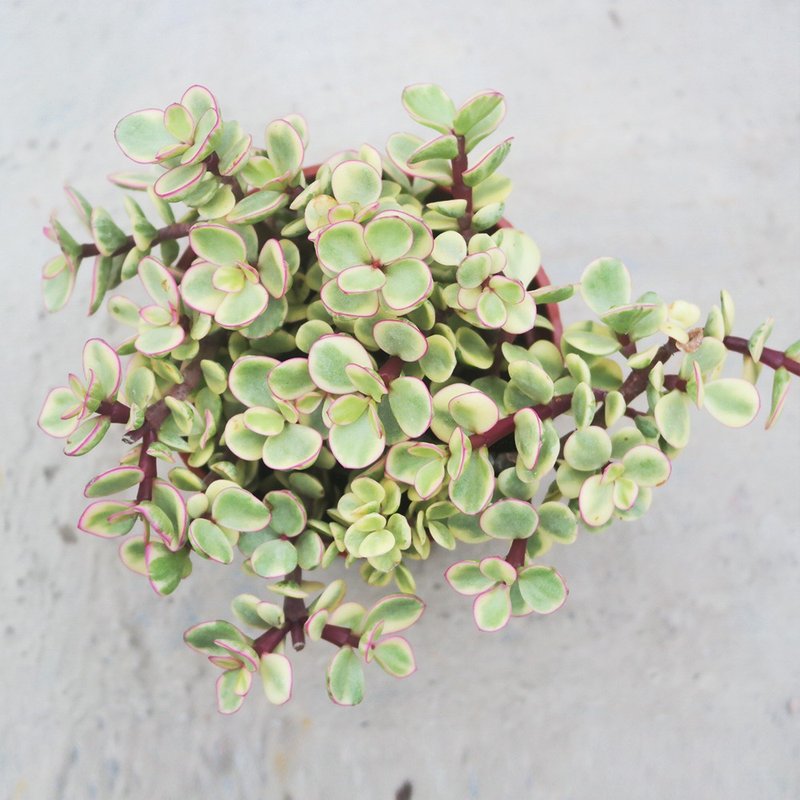 【豆豆多肉】【雅乐之舞】乔迁│送礼│升迁│多肉植物 - 植栽/盆栽 - 植物．花 
