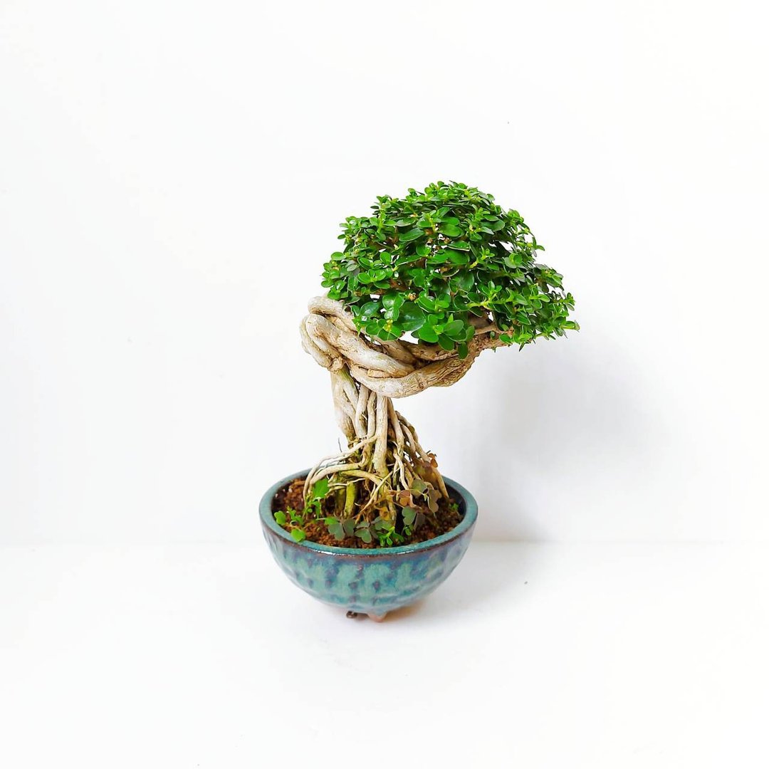 小品盆栽 【露根米叶寿娘子・タイワンウオクサギ】 - 植栽/盆栽 - 植物．花 