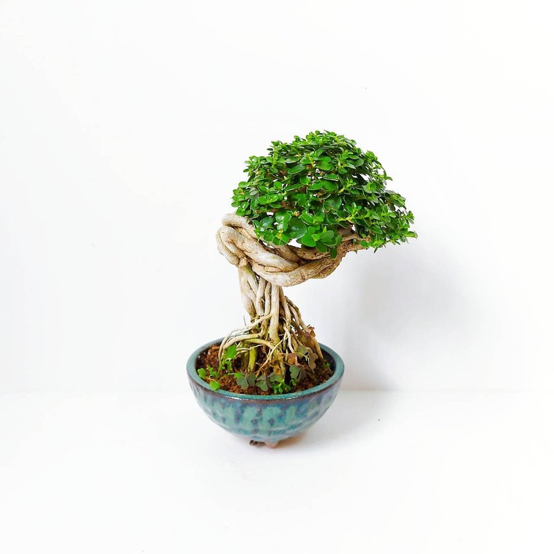 小品盆栽 【露根米叶寿娘子・タイワンウオクサギ】 - 植栽/盆栽 - 植物．花 