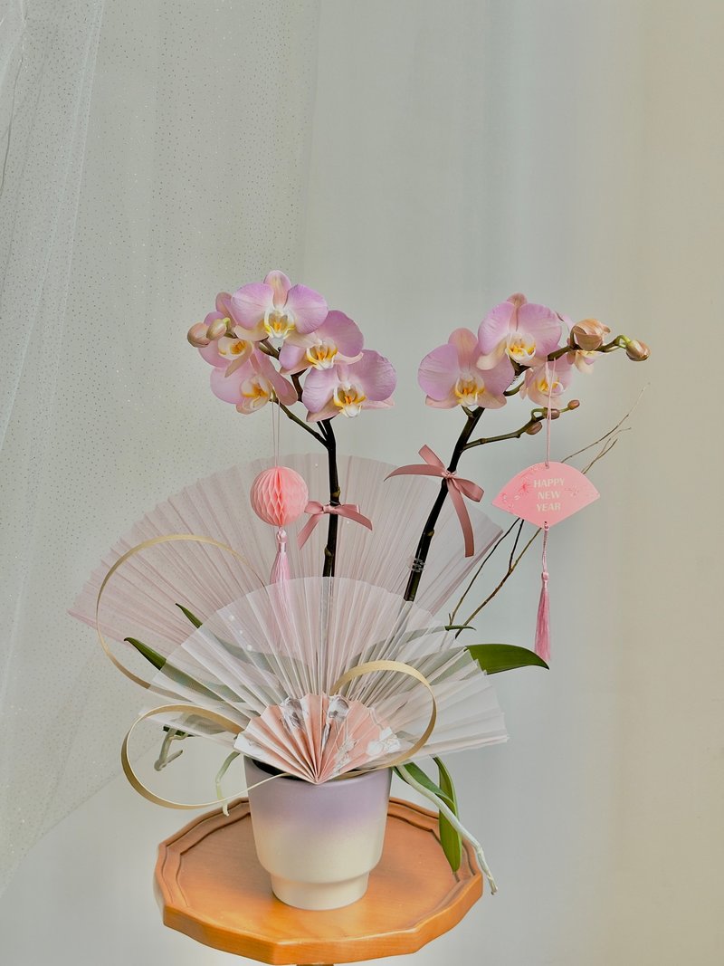 Lilac kisses 贺年兰花室内盆栽 - 植栽/盆栽 - 植物．花 