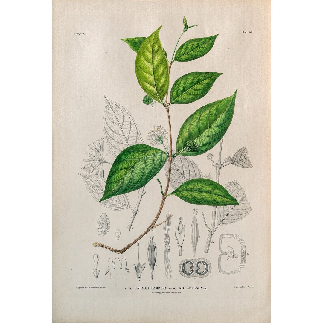 马来鈎藤 Uncaria Gambier - 植物图鉴-版画 - 海报/装饰画/版画 - 纸 