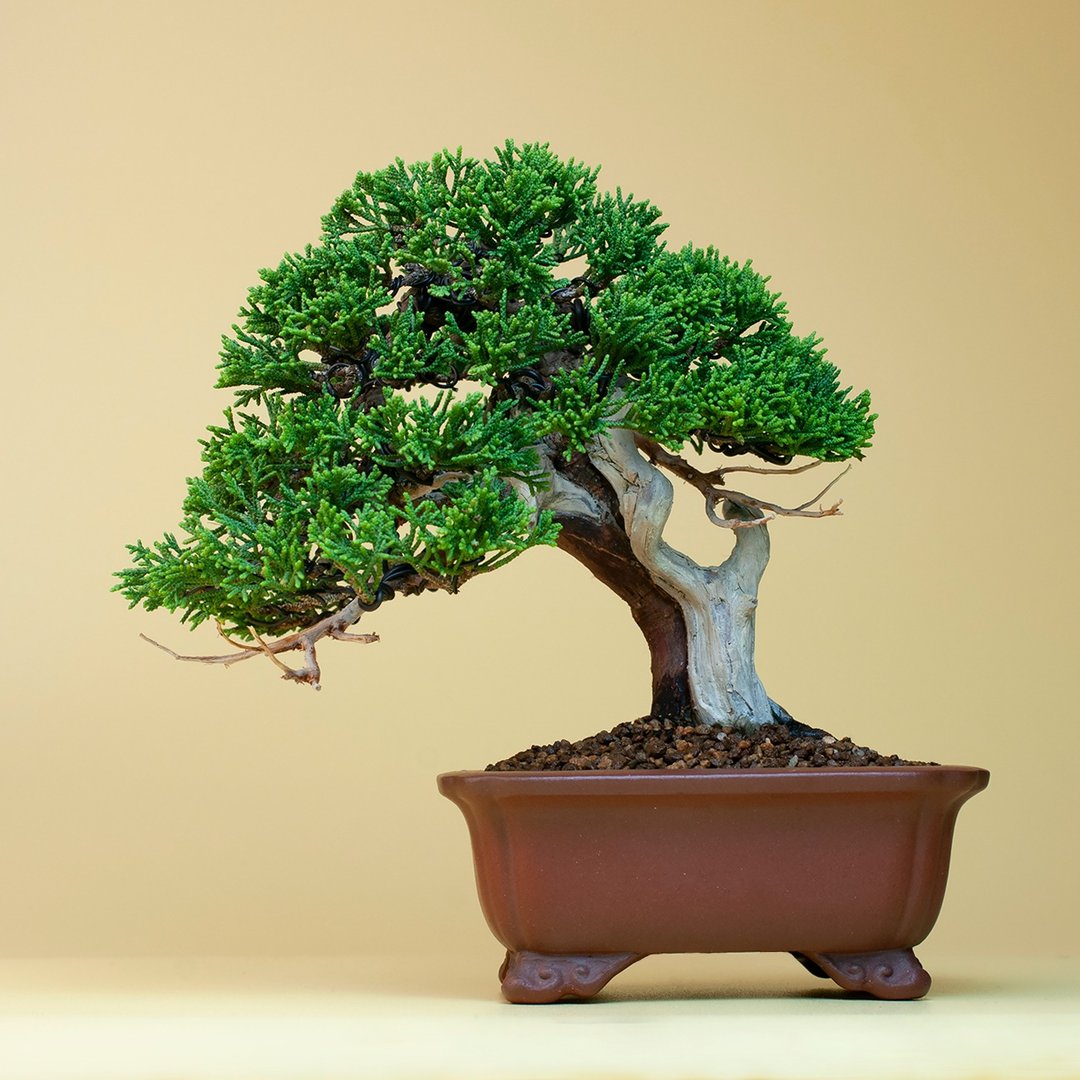 【日本植物】日本进口系鱼川真柏 展览级精品盆景 - 植栽/盆栽 - 植物．花 