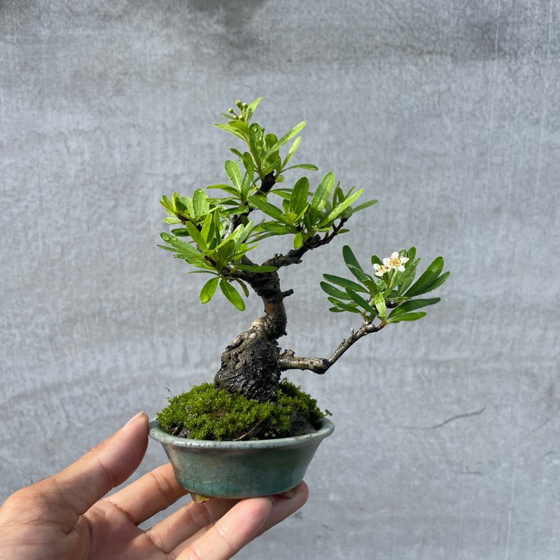 小品盆栽-红果状元红 结果 盆景 送礼 - 植栽/盆栽 - 植物．花 