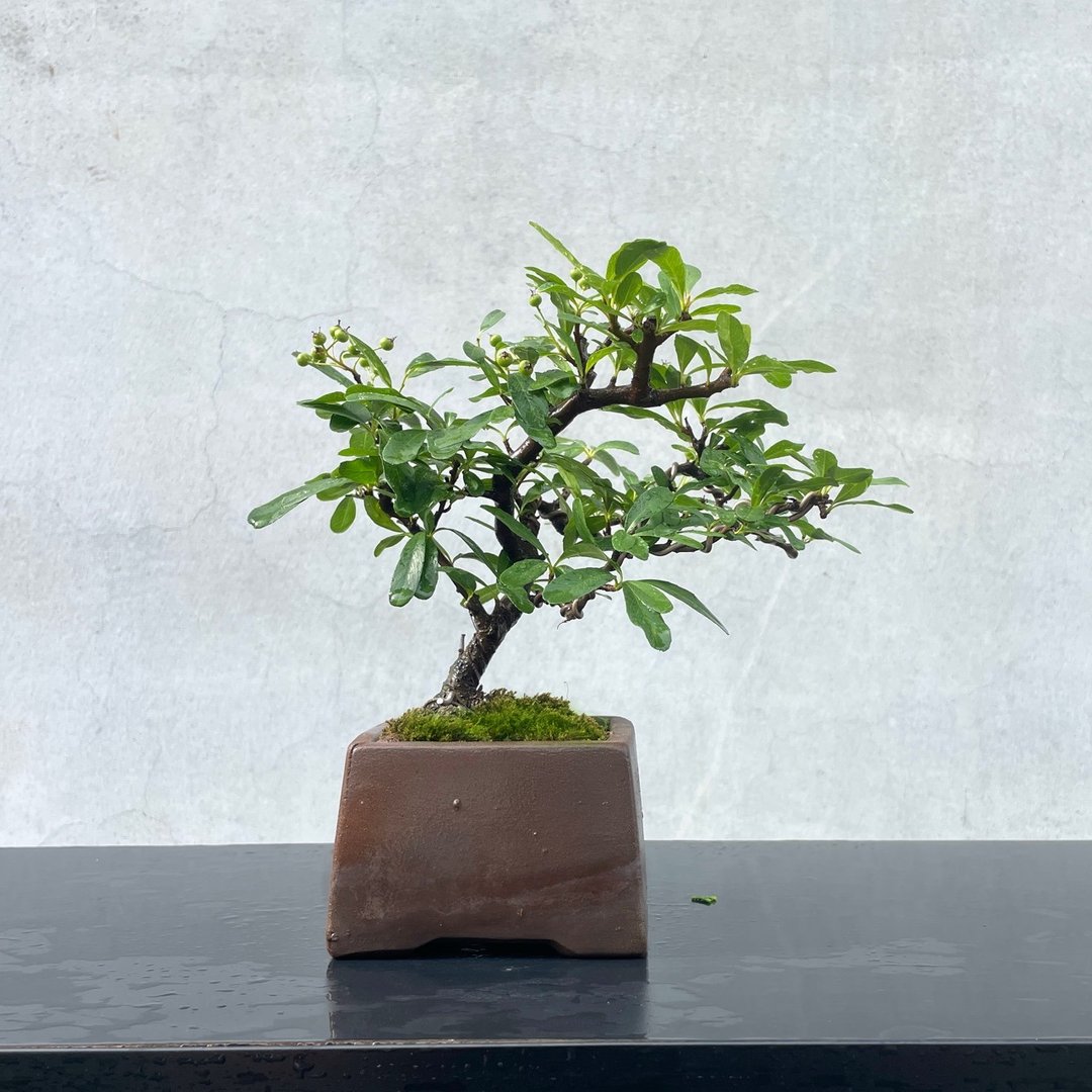小品盆栽 - 红果状元红 结果 盆景 送礼 - 植栽/盆栽 - 植物．花 