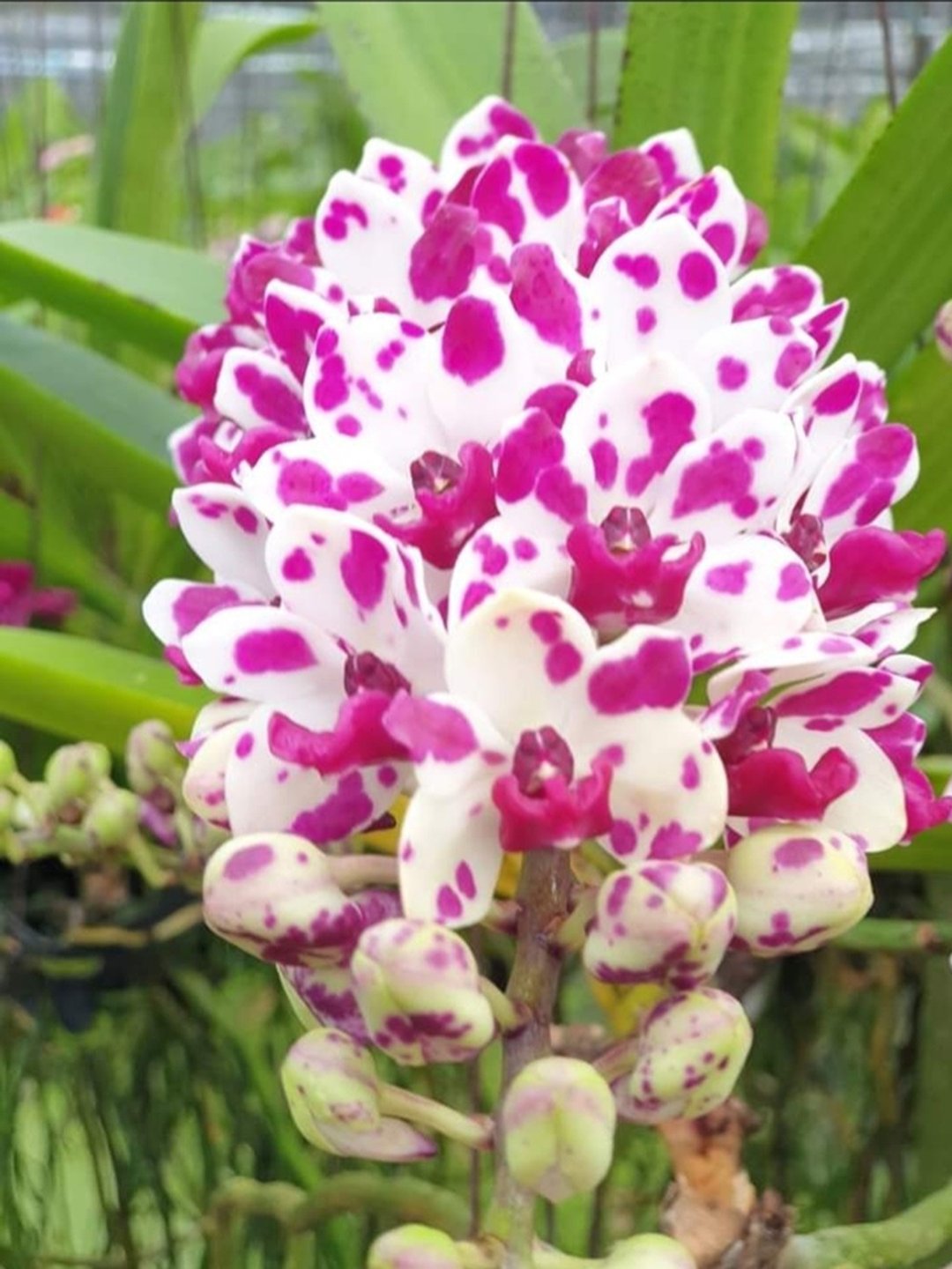Orchid Dark pink spot : Rhynchostylis Gigantea (Lindl.) Orchid flask - 植栽/盆栽 - 植物．花 多色