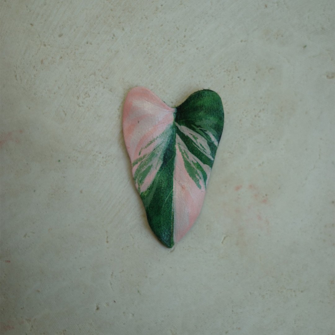 草莓奶昔蔓绿绒 Philodendron strawberry shake - 摆饰 - 真皮 绿色