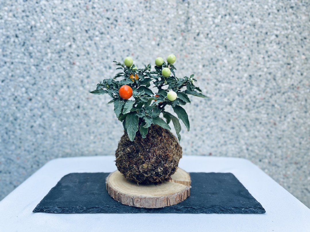 珊瑚樱 l 植物苔球 室内植栽  礼物 - 植栽/盆栽 - 植物．花 