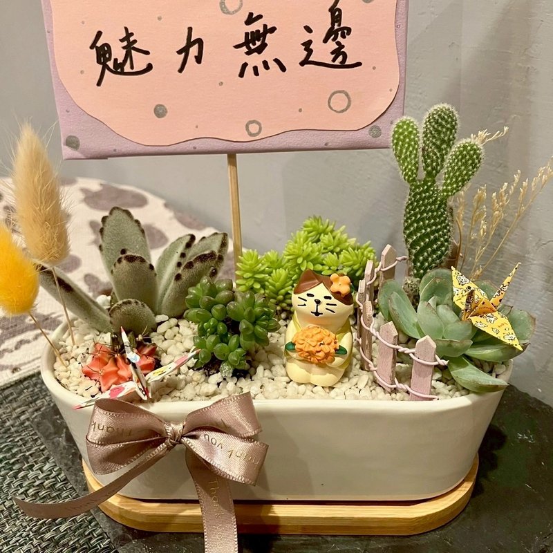 小花 猫 台中多肉组盆 多肉植物 植栽送礼 仙人掌 日本decole - 植栽/盆栽 - 植物．花 绿色