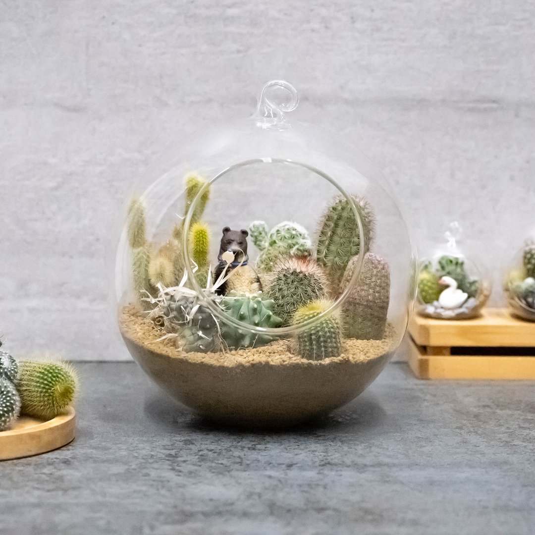 玻璃球世界 巨无霸球球版 - 植栽/盆栽 - 植物．花 