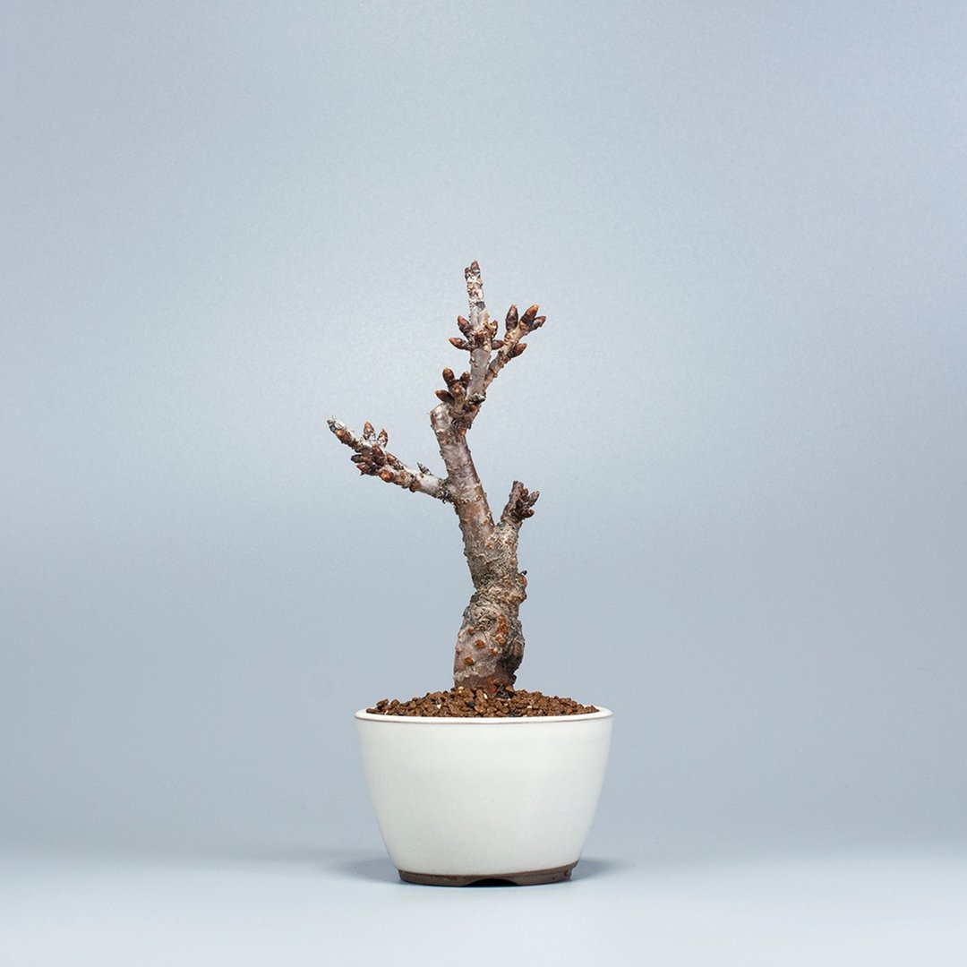 【日本植物】旭山樱 观花植物 小品盆栽 - 植栽/盆栽 - 植物．花 