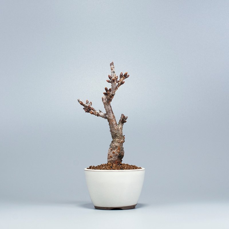 【日本植物】旭山樱 观花植物 小品盆栽 - 植栽/盆栽 - 植物．花 