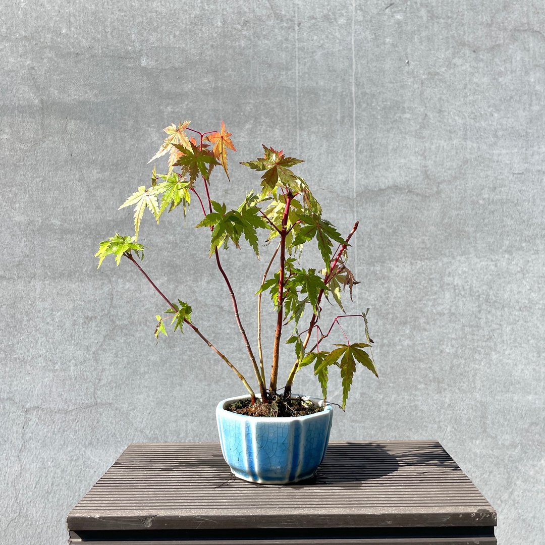 小品盆栽-日本进口山槭-珊瑚阁 枫叶 盆景 送礼 - 植栽/盆栽 - 植物．花 