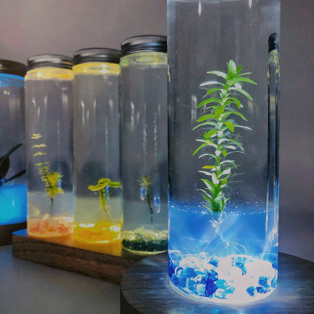 最高询问度【水草瓶栽装饰款*3和长型木座LED*1灯座组 】 任 - 植栽/盆栽 - 玻璃 