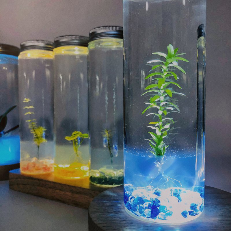 最高询问度【水草瓶栽装饰款*3和长型木座LED*1灯座组 】 任 - 植栽/盆栽 - 玻璃 