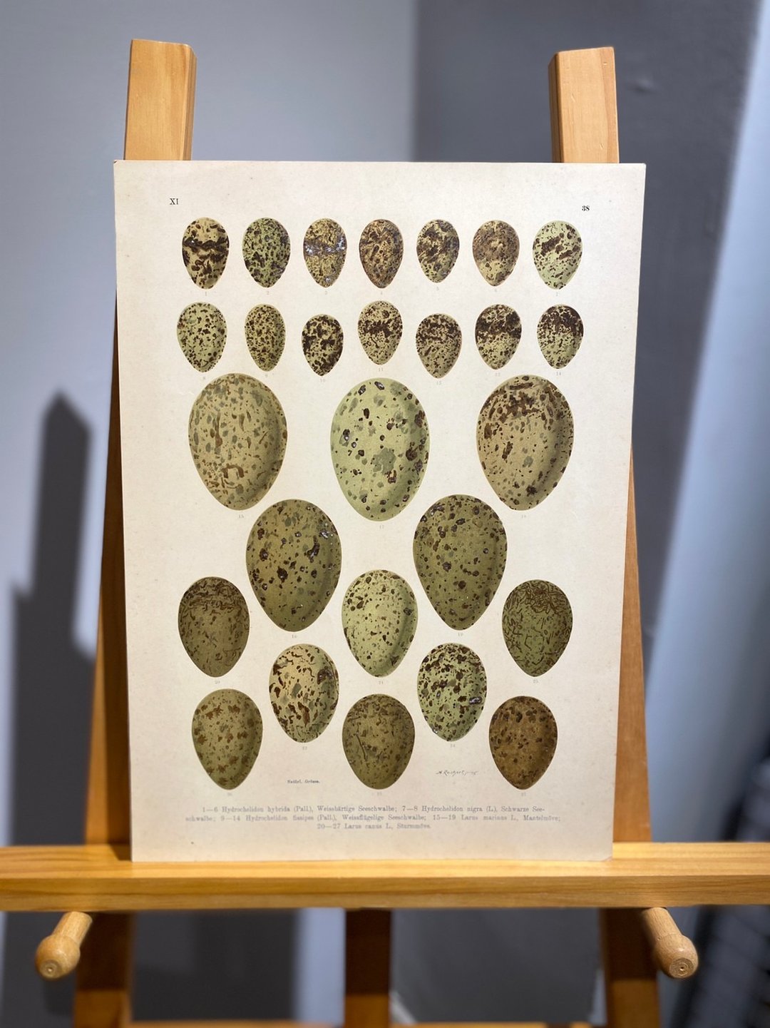 古董 19 世纪德国欧洲鸟蛋石版画图鉴 - 海报/装饰画/版画 - 纸 