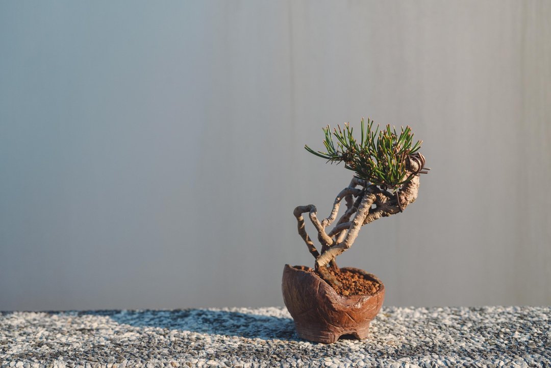 黑松盆栽 正露根黑松迷你盆栽 松柏迷你盆景 - 植栽/盆栽 - 植物．花 绿色