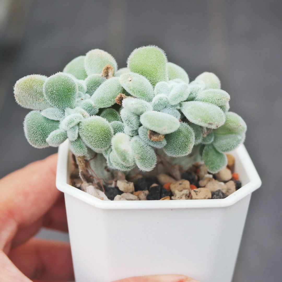 【豆豆多肉】【雪晃星缀化】乔迁│送礼│升迁│多肉植物 - 植栽/盆栽 - 植物．花 