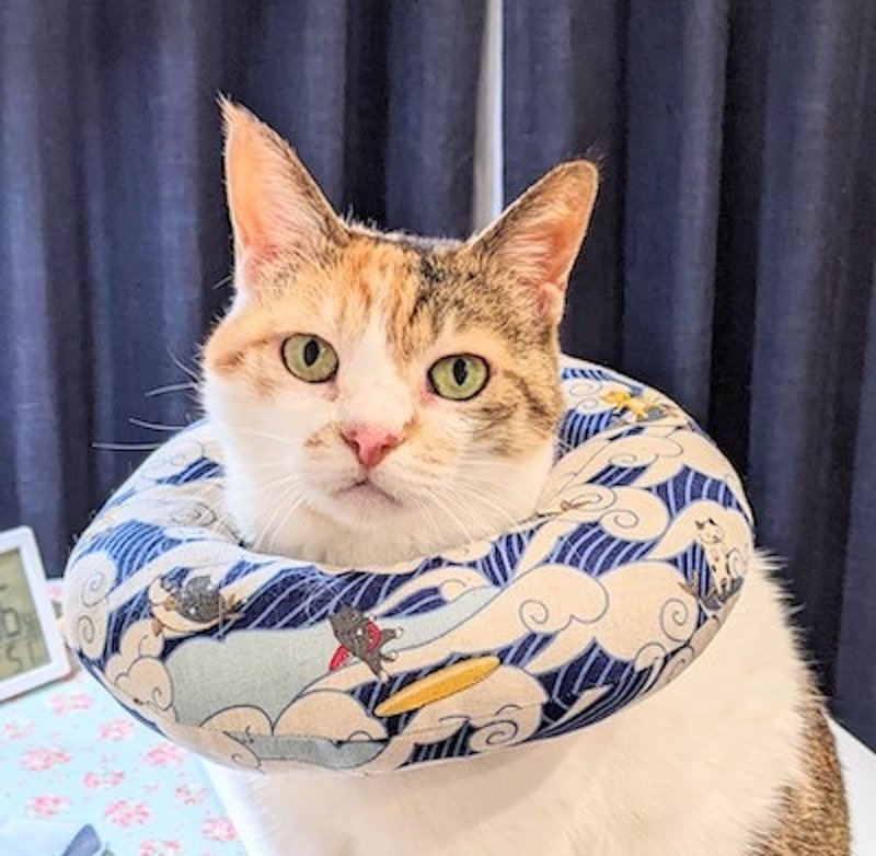 Round and soft Elizabeth collar like a neck pillow Prevents licking wounds Prevents scratching Post-surgery collar for cats - 项圈/牵绳 - 棉．麻 蓝色