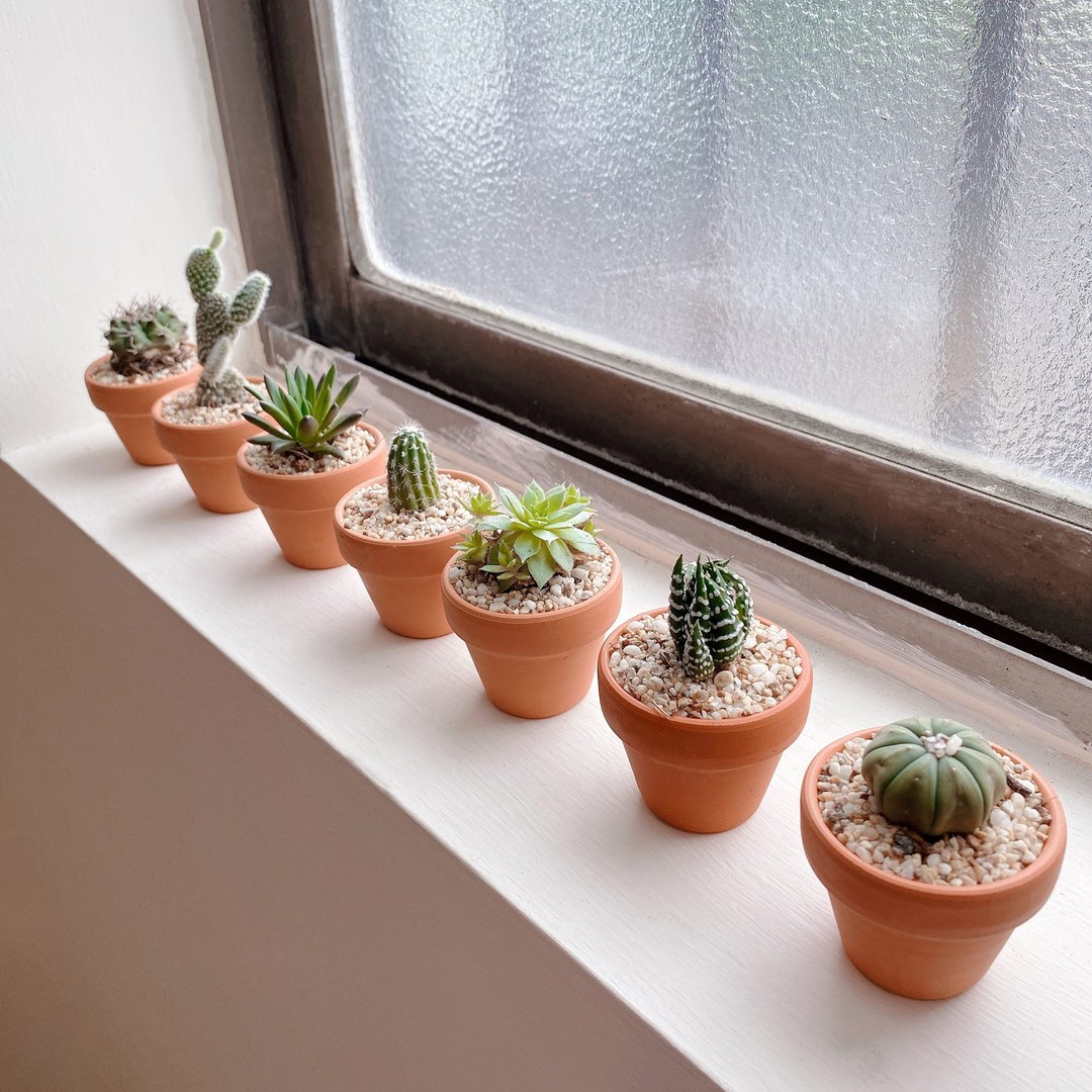 │多肉迷你陶盆植栽│7入组 (植物随机出货) - 植栽/盆栽 - 植物．花 
