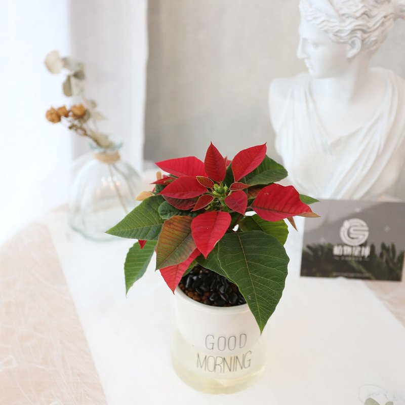 PD180圣诞红吸水盆栽 / 懒人盆栽 - 植栽/盆栽 - 植物．花 红色