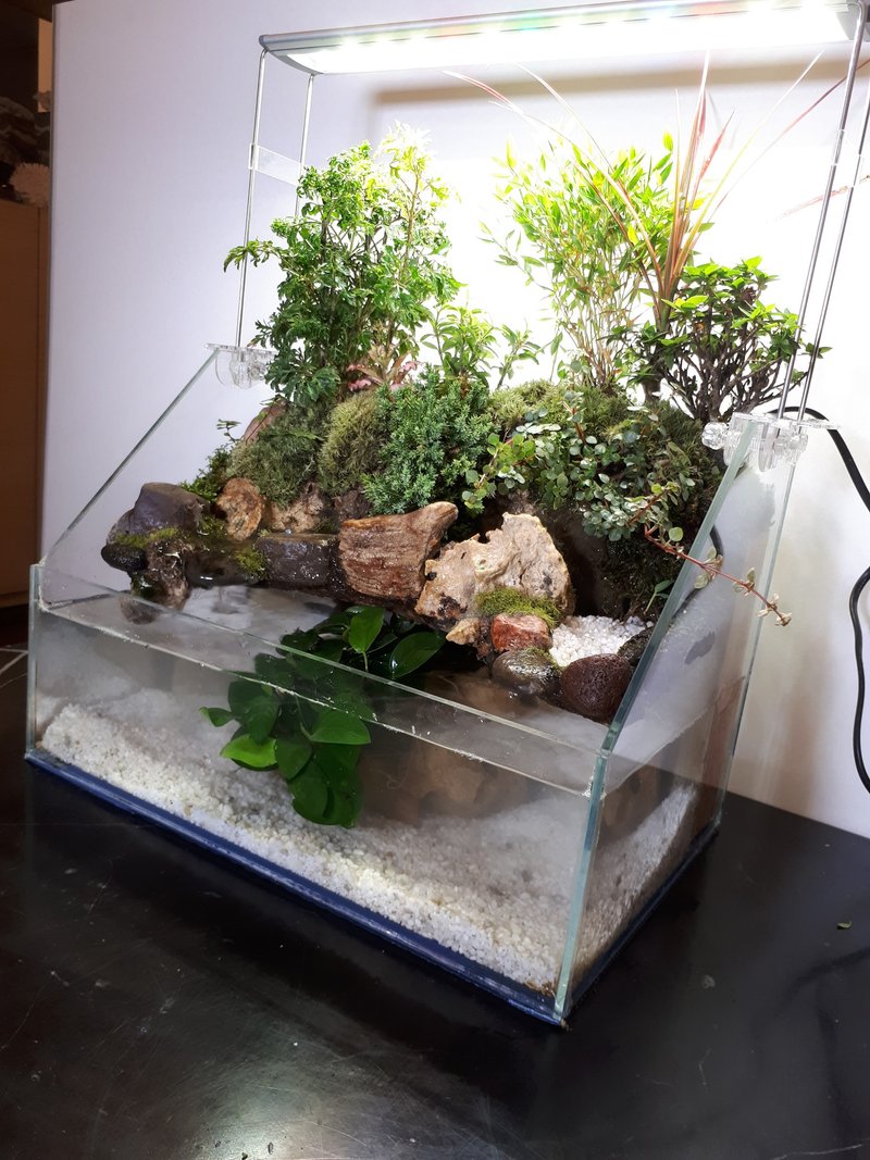 开运生态造景鱼缸AC-36 斜切型 居家风水最耀眼的摆饰 - 植栽/盆栽 - 玻璃 