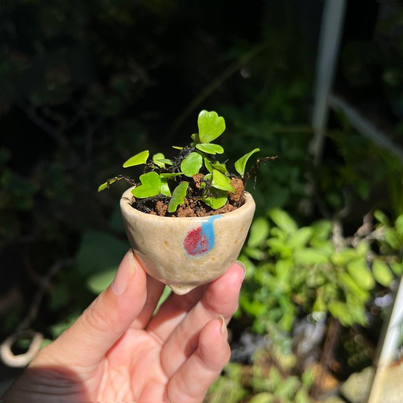 宗像一苍钵∣狮子叶抱树蕨 珍稀山野草 微光植物 - 植栽/盆栽 - 陶 