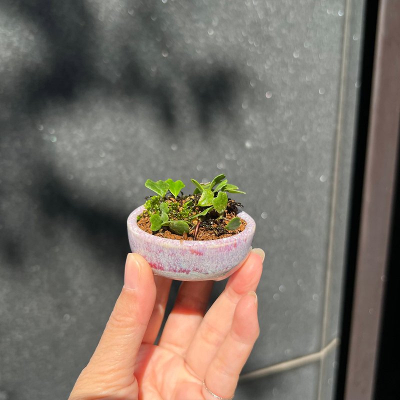 宗像一苍钵∣狮子叶抱树蕨 珍稀山野草 微光植物 - 植栽/盆栽 - 陶 