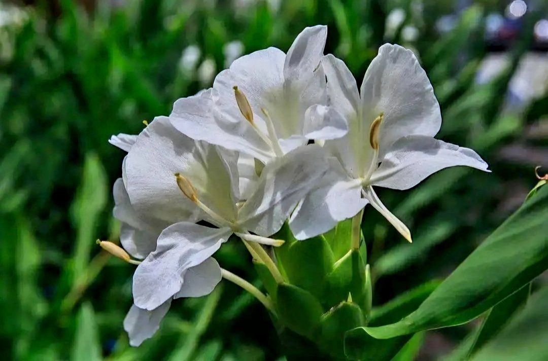 野姜花单方精油 - 香薰/精油/线香 - 精油 白色
