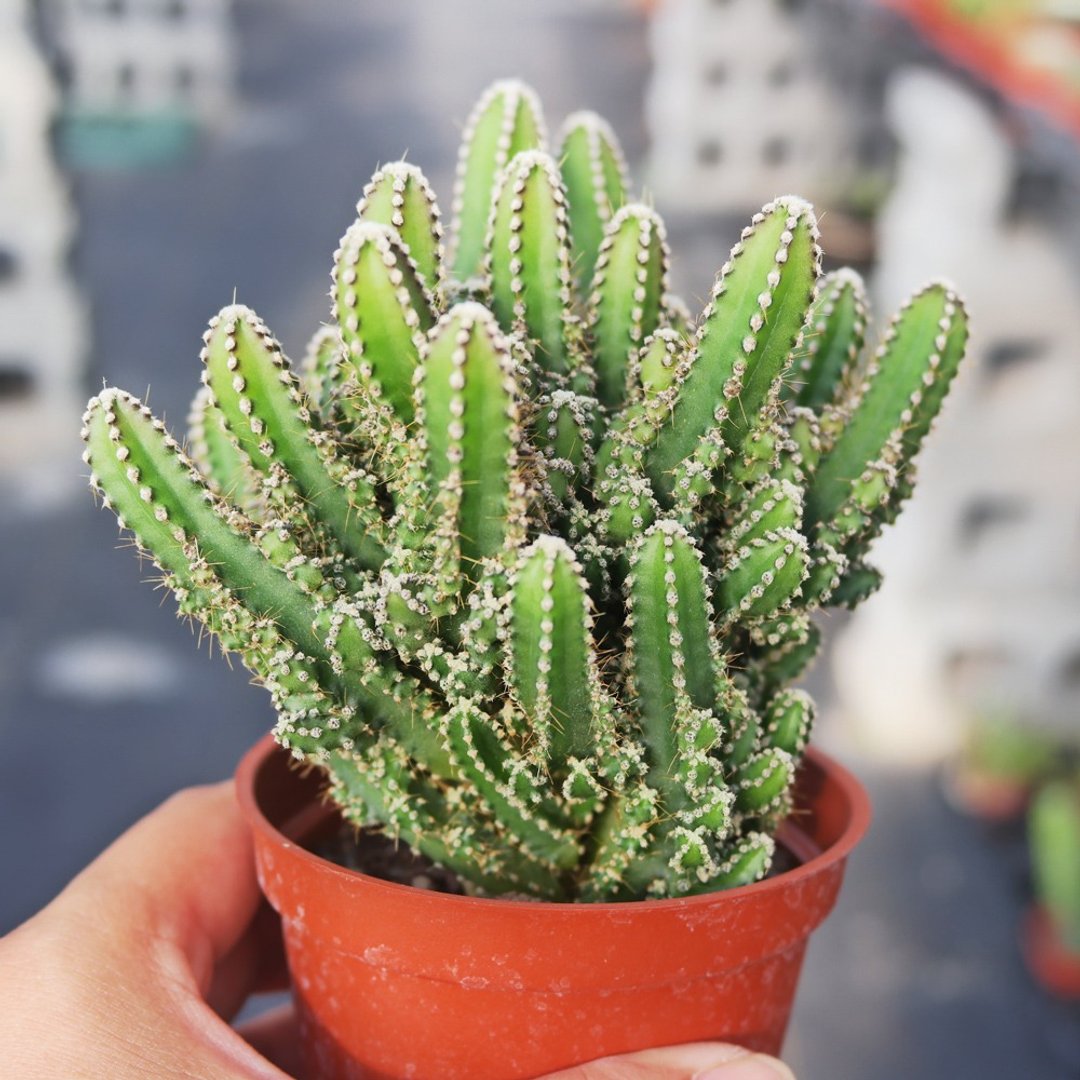 【豆豆多肉】【神仙堡】乔迁│送礼│升迁│多肉植物 - 植栽/盆栽 - 植物．花 