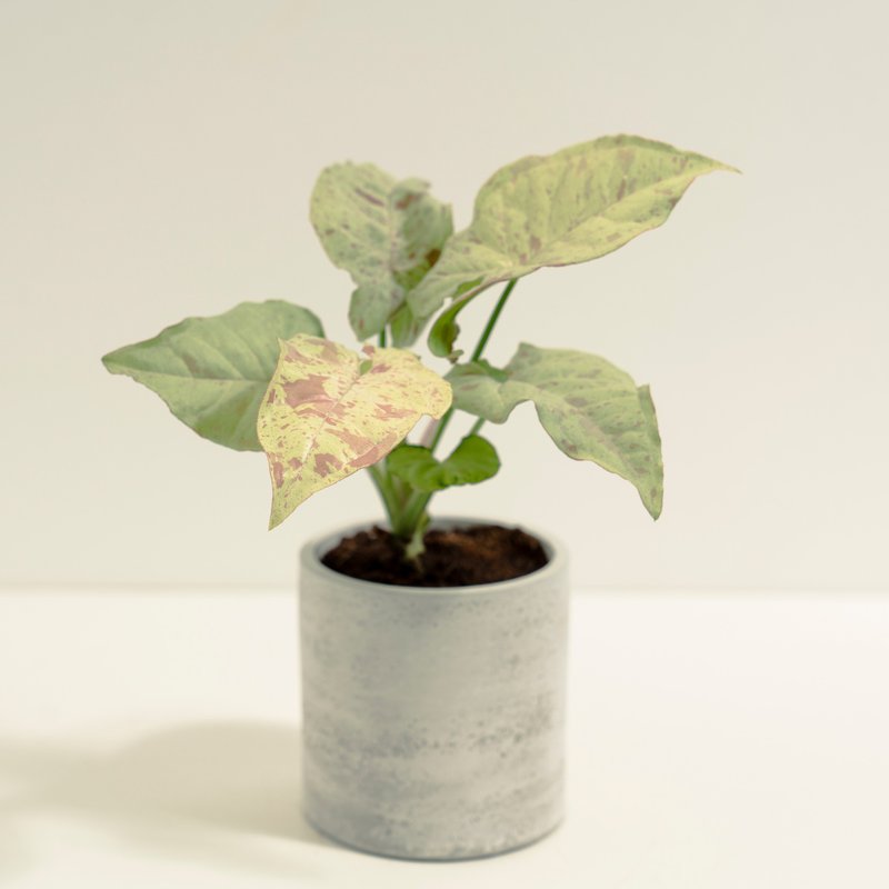 牛奶纸屑合果芋│泥作系列│福所栽 - 植栽/盆栽 - 水泥 黄色