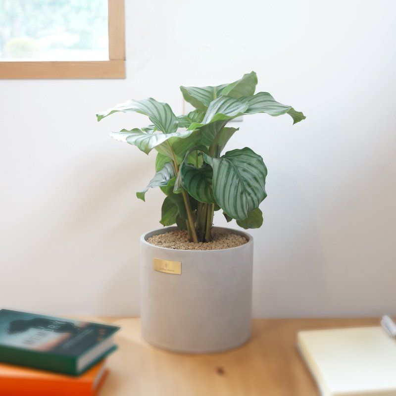 开幕贺礼、新居落成│中型观叶植栽│青苹果竹芋 - 植栽/盆栽 - 植物．花 