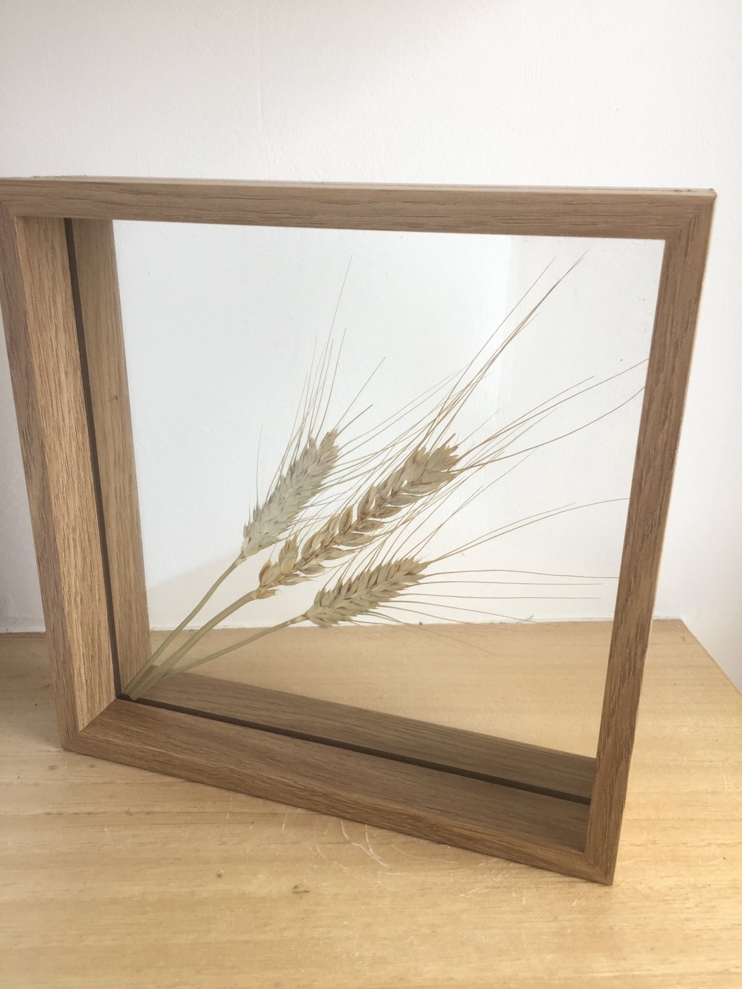 纯自然 干燥植物 压花 画 大画框 玻璃 花 蕨 枫 幸运草 麦 银杏 - 摆饰 - 植物．花 绿色