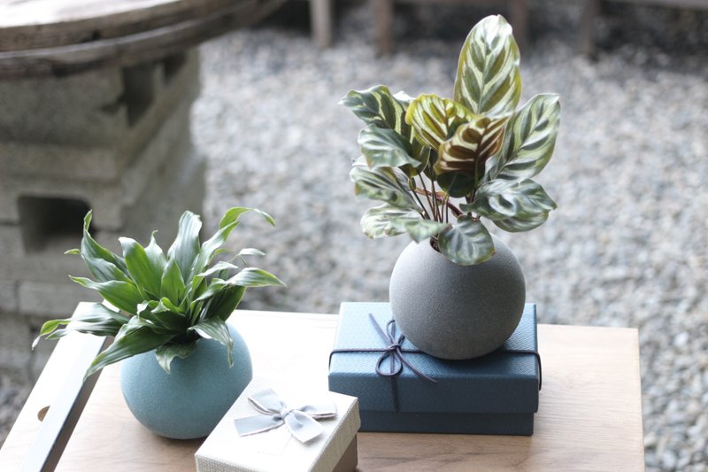 水培植栽│孔雀竹芋_室内植物 办公室盆栽 店内布置 送礼 - 植栽/盆栽 - 陶 