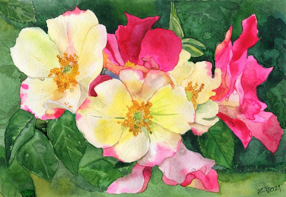 Original watercolor painting Garden Rose Floral art 11 by 8 inches by ZazullaArt - 墙贴/壁贴 - 纸 粉红色