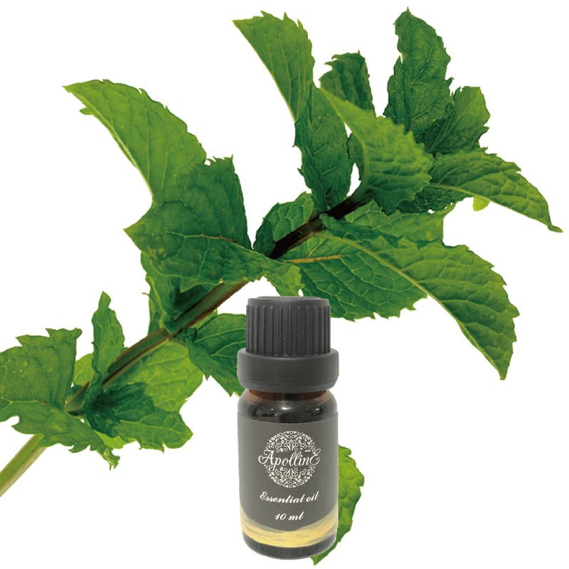 留兰香/绿薄荷精油 SPEARMINT - 香薰/精油/线香 - 精油 