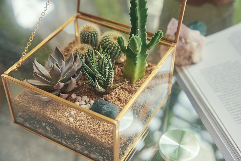 多肉 仙人掌 沙漠宝盒 宝石多肉盒 七夕送礼 情人节礼物 - 植栽/盆栽 - 植物．花 金色